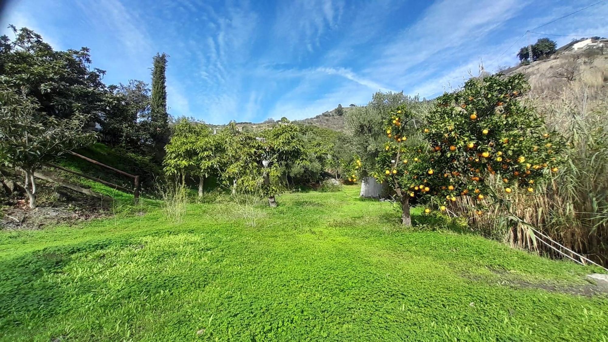Cortijo Lagar De Luisa Konuk evi Borge Dış mekan fotoğraf