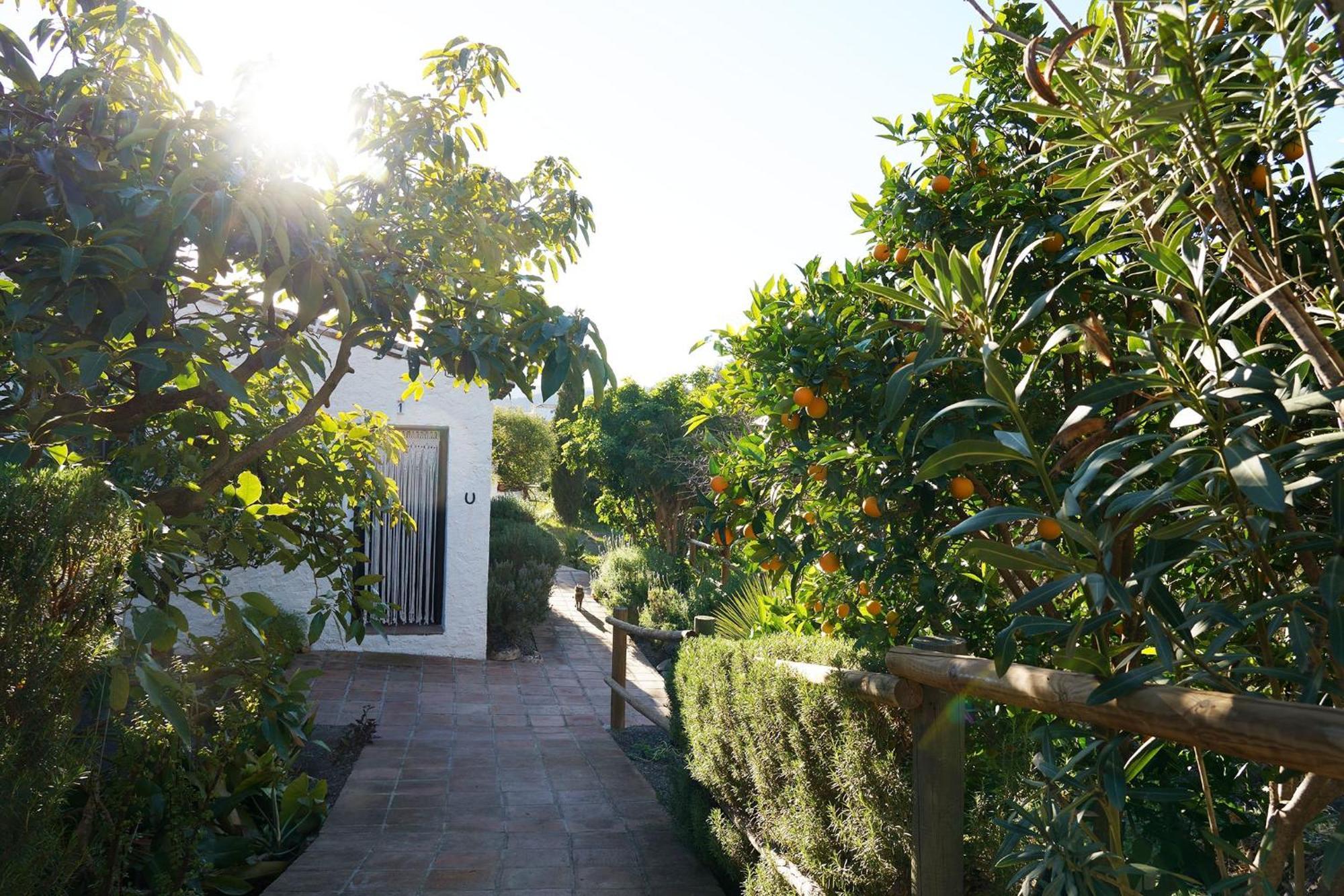 Cortijo Lagar De Luisa Konuk evi Borge Dış mekan fotoğraf
