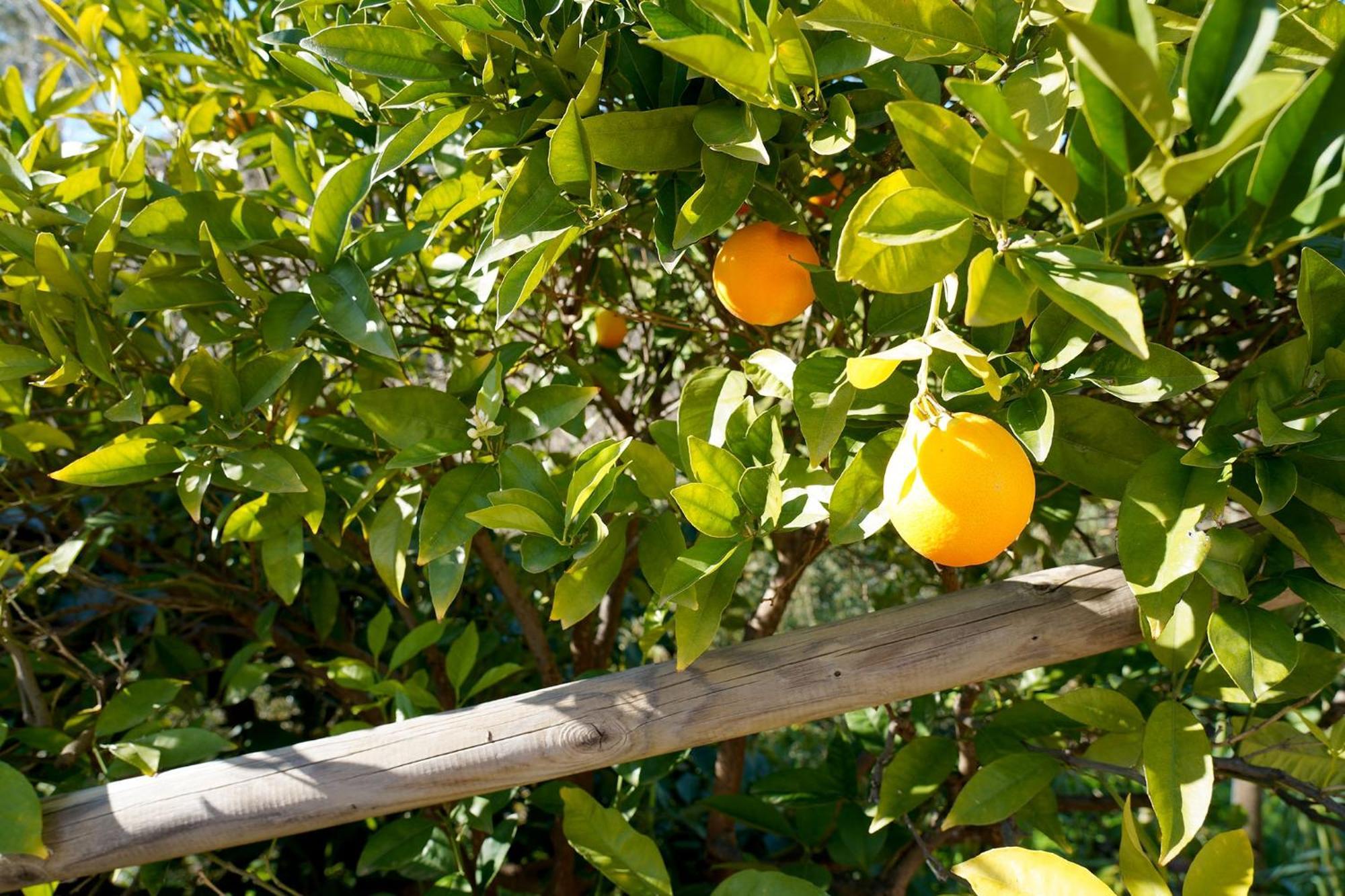 Cortijo Lagar De Luisa Konuk evi Borge Dış mekan fotoğraf