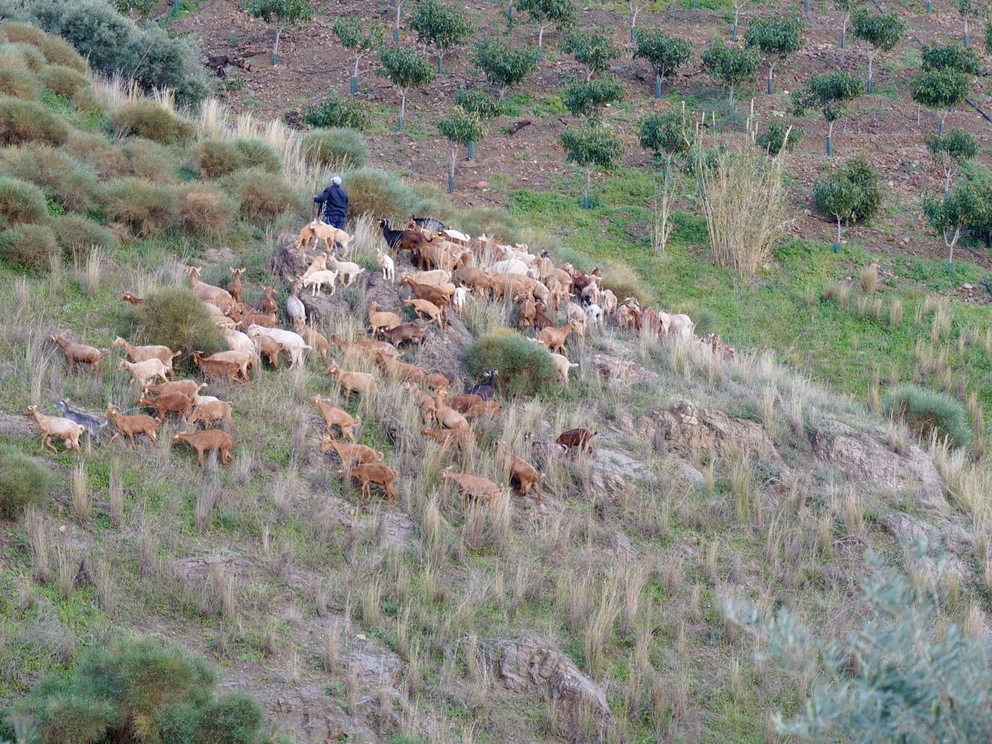 Cortijo Lagar De Luisa Konuk evi Borge Dış mekan fotoğraf